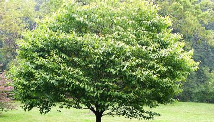 Листопадное дерево граб: описание и условия для выращивания