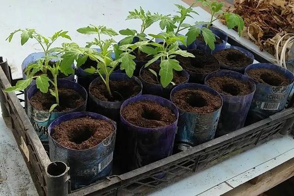 Как вырастить помидоры на гидропонике – инструкция с советами и рекомендациями
