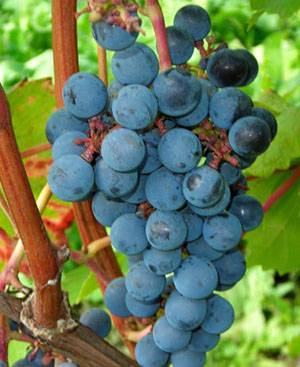Фото, описание и средства борьбы с вредителями винограда