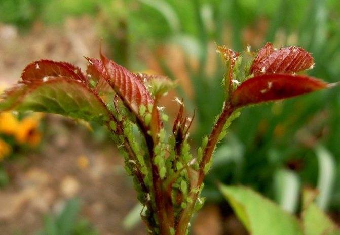 Корневая тля – враг корневой системы растений