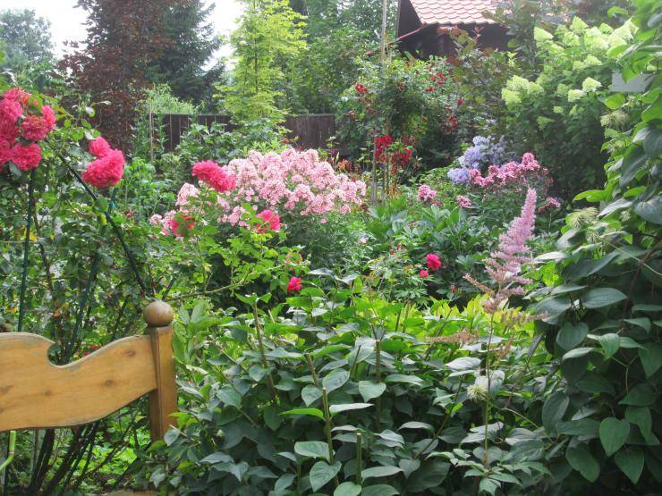 "ленивый сад": первоцветы, которые практически не нуждаются в уходе