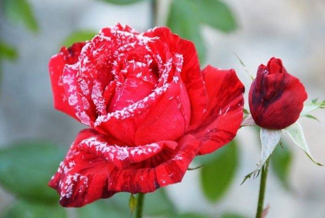Как правильно укрыть розы на зиму – лучшие варианты зимнего укрытия