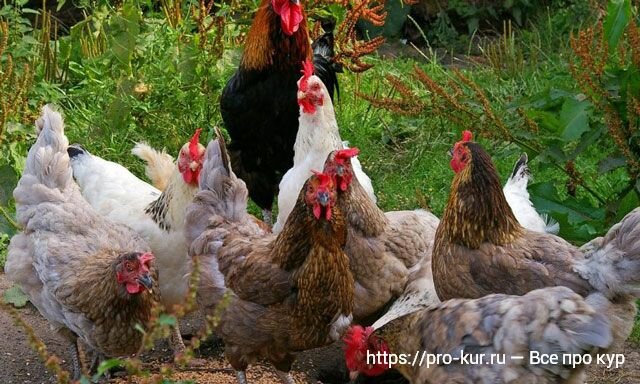 Куриный помет как удобрение: как применять, отзывы и рецепты подкормок от садоводов
