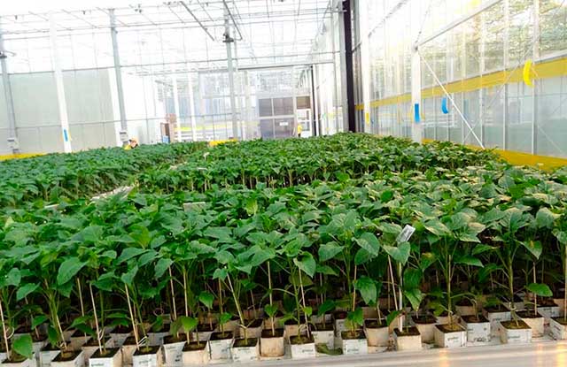 Семена гортензии — как вырастить растение