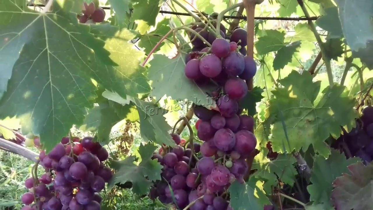 Сорт винограда велес: описание, особенности ухода и размножение
