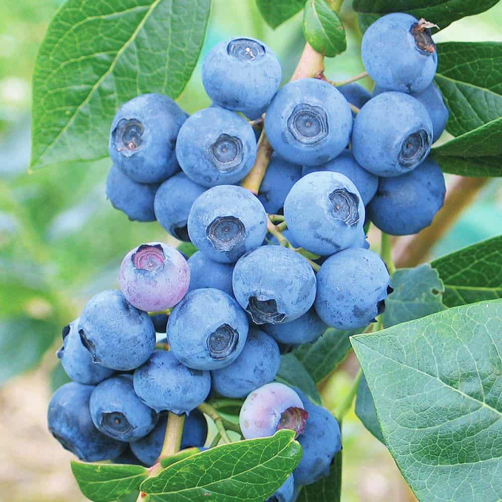 Голубика и черника — в чем разница этих ягод и какая из них полезнее