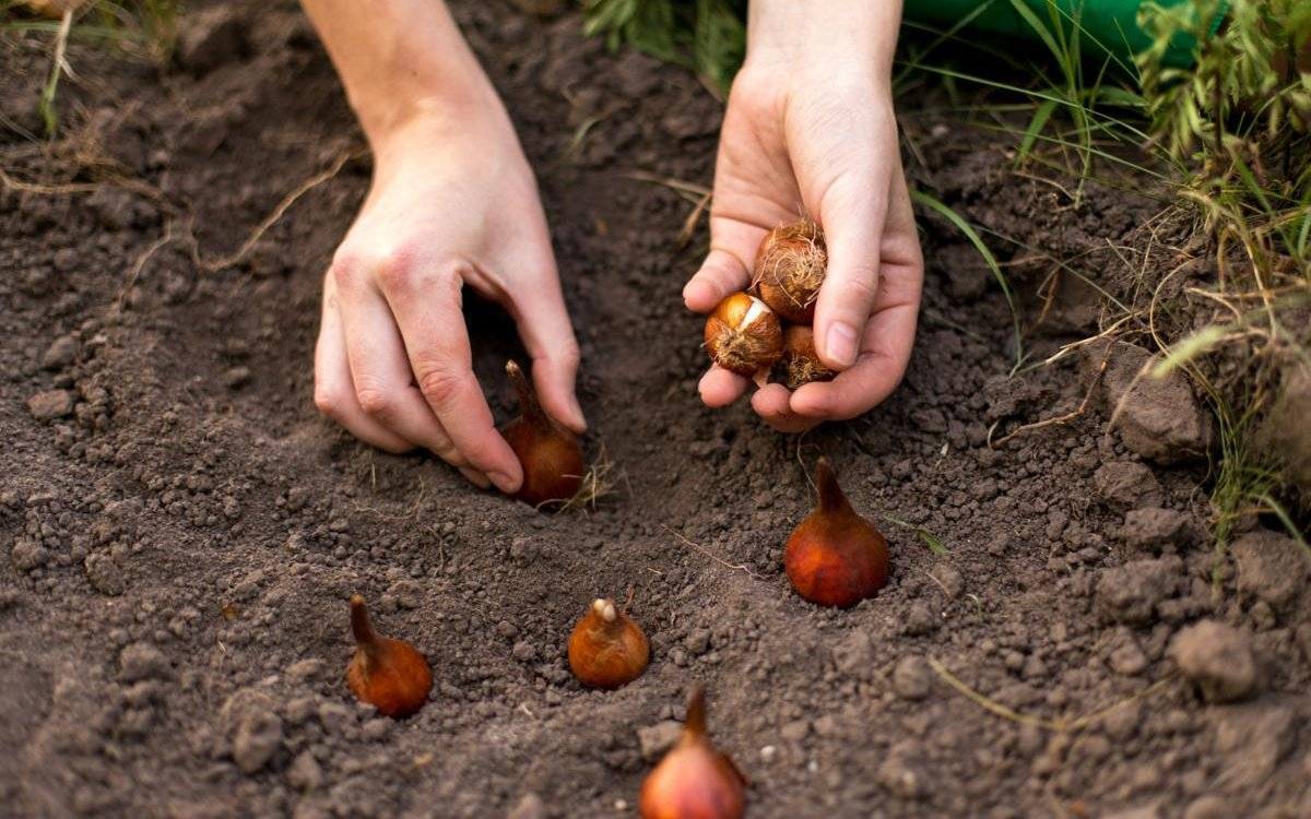 Когда высаживать луковицы тюльпанов