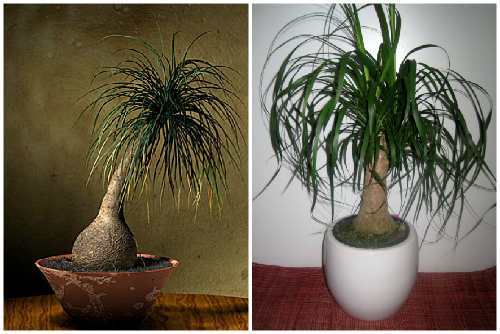 Пальма нолина: особенности содержания тропической гостьи в домашних условиях