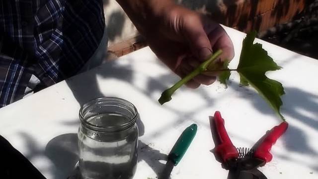 Посадка винограда своими руками и заготовка посадочного материала