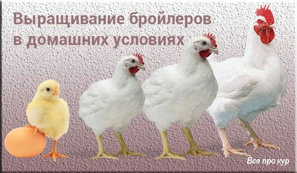 Промышленное птицеводство: основные породы кур и особенности отрасли