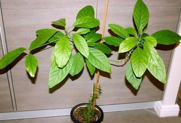 Как вырастить деревце манго из косточки в домашних условиях