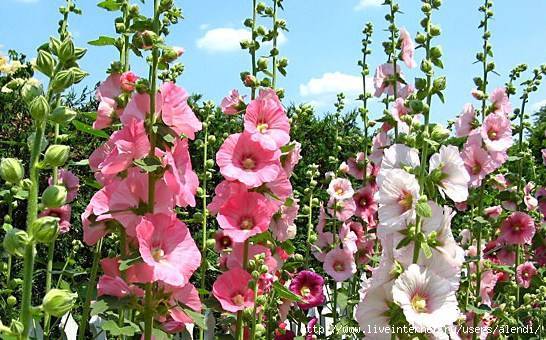 Шток-розы из семян: инструкция по выращиванию и советы начинающим