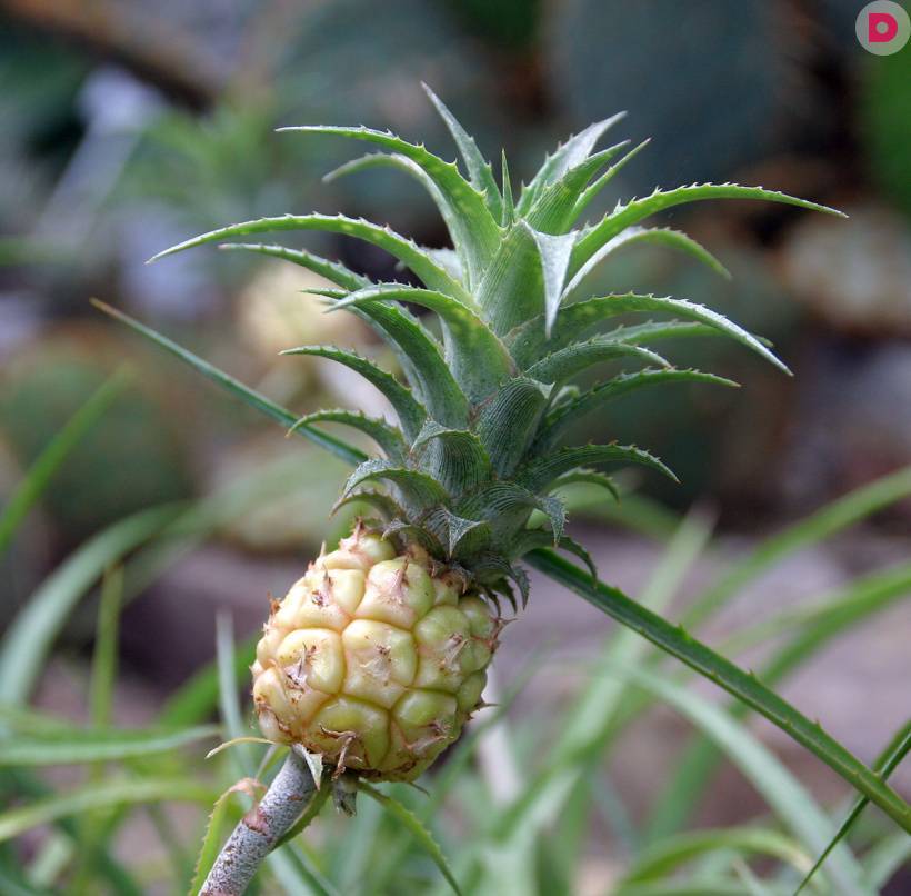 Как вырастить ананас в домашних условиях: оптимальные условия для роста и развития тропического растения