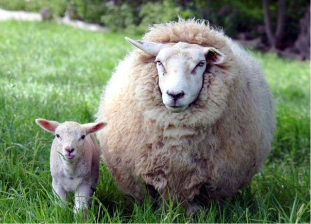 Разведение овец и баранов в домашних условиях: рекомендации для начинающих