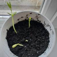 Поэтапное выращивание в домашних условиях папайи из семян: советы опытных специалистов