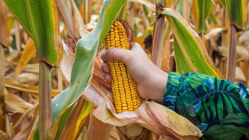 Как понять, созрела ли кукуруза?