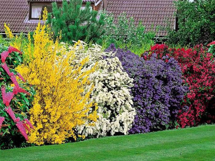 4 способа, как красиво разместить декоративные кустарники в саду