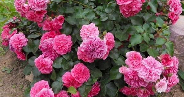 Как и чем правильно укрывать розы осенью: какие розы не надо укрывать на зиму, а какие – необходимо