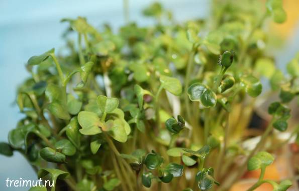 А вы уже выращиваете микрозелень на подоконнике?