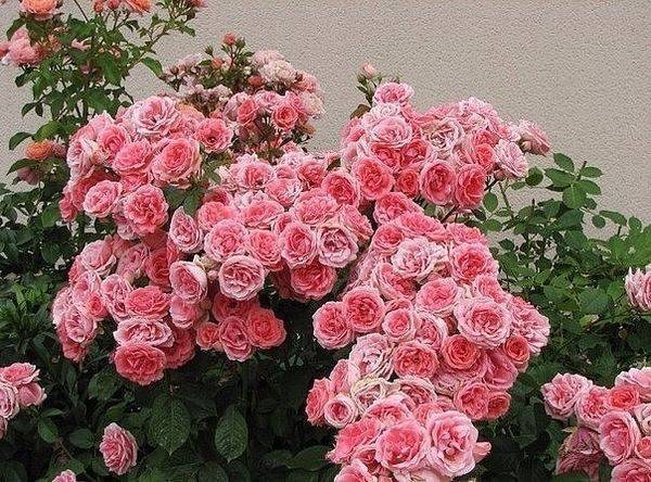 Пионовидные розы – идеальное сочетание красоты и аромата