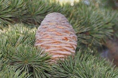 Как выглядит дерево кедр фото. сибирский кедр: описание, как выглядит, где растет