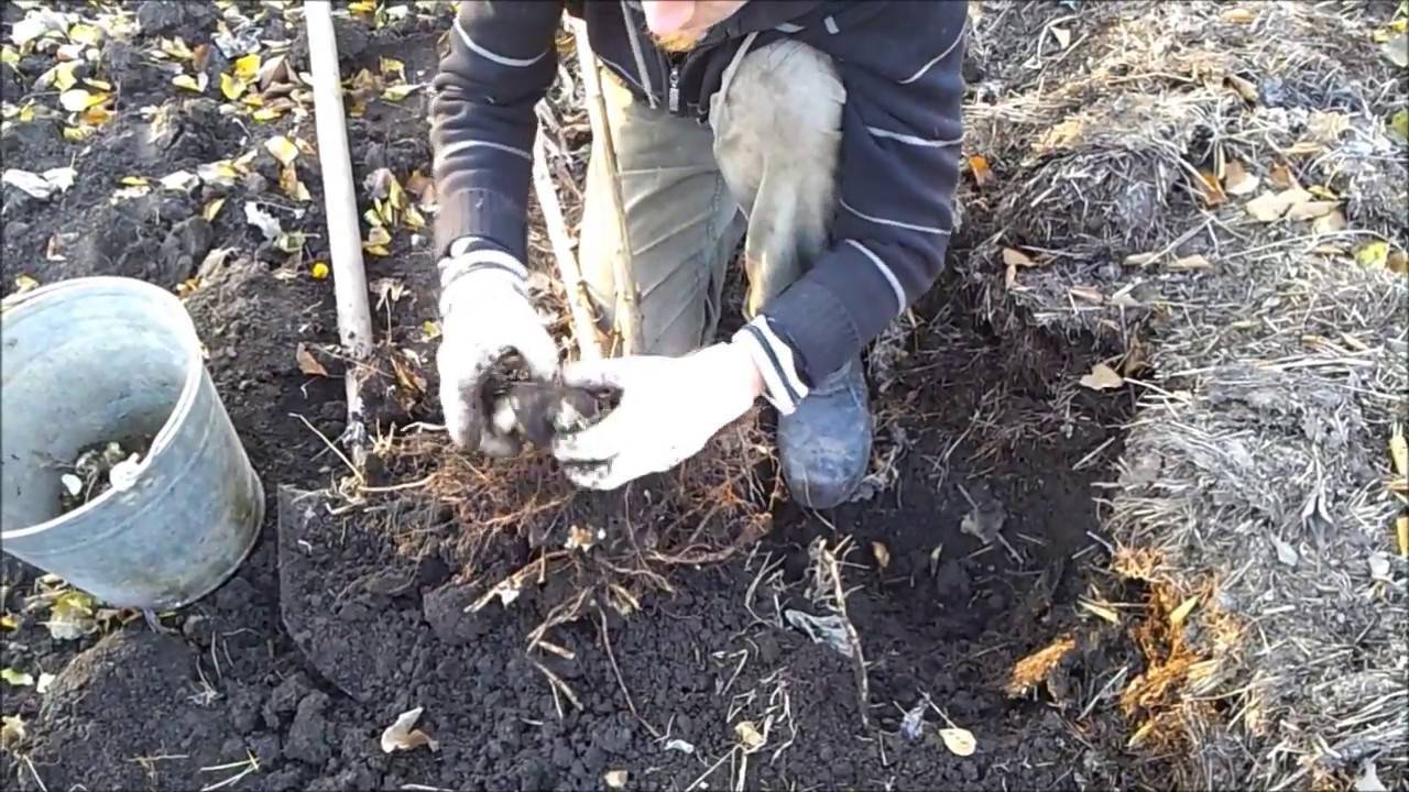 Выращивание топинамбура, его описание и полезные свойства