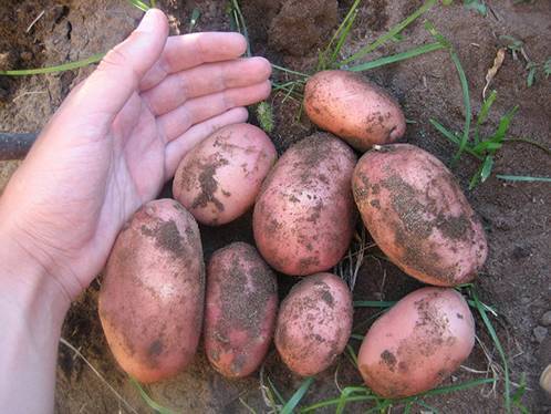 Обзор самых ранних сортов картофеля: подробные описания и характеристики