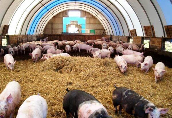 Содержание свиней — постройка, оборудование, расположение, ветеринарные нормы и правила (90 фото)