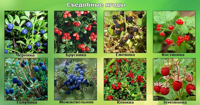 Ягоды болот