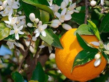Можно ли вырастить апельсин из косточки и как это сделать в домашних условиях