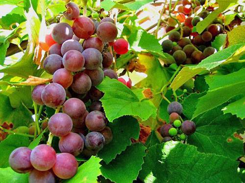 Профилактические обработки винограда – когда? как? чем?