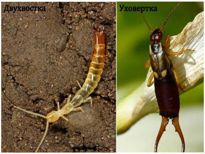 Как эффективно бороться с двухвостками в частном доме: лучшие способы