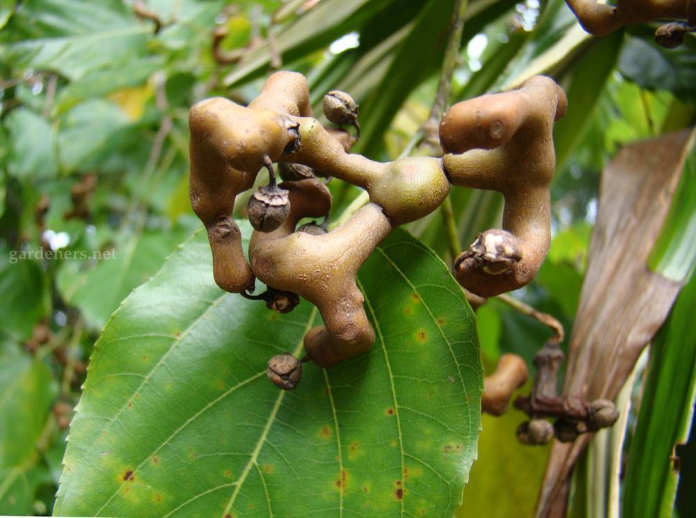 Говения или конфетное дерево: описание и выращивание