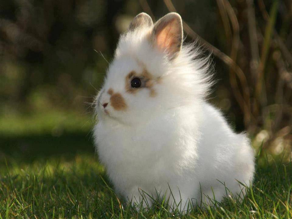 Сколько лет живут кролики?