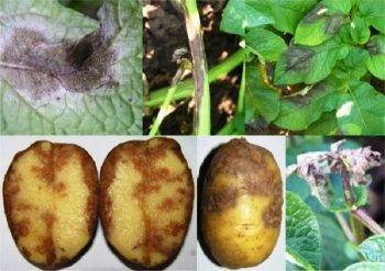 Борьба с фитофторой картофеля — химическими и биологическими средствами