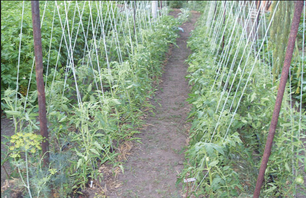 Выращивание помидоров в открытом грунте: секреты ухода
