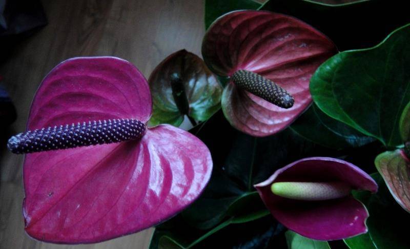 Удивительная фантазия селекционеров — растение антуриум блэк квин. описание цветка и особенностей ухода