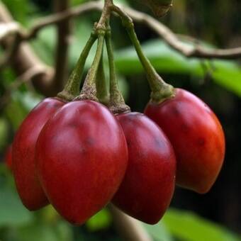 Помидорное дерево тамарилло: знакомимся – удивляемся – и выращиваем
