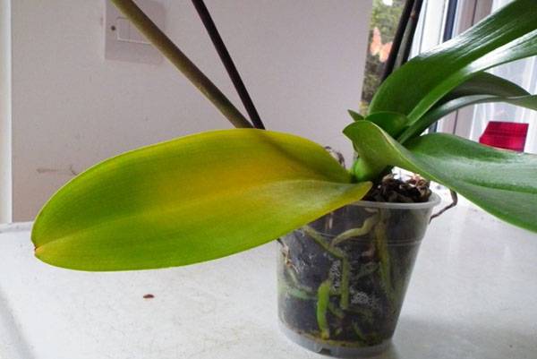 У орхидеи желтеют листья: причины и что делать