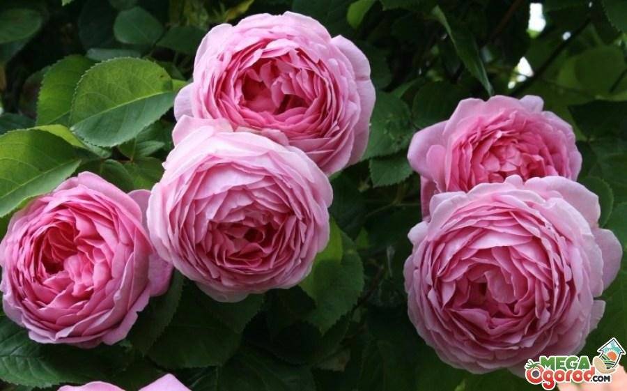 Пионовидная роза – 5 фактов об этом удивительном цветке