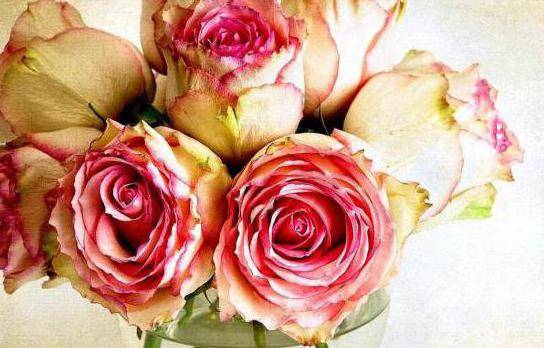 Как засушить розы в домашних условиях, сохранив цвет и форму?