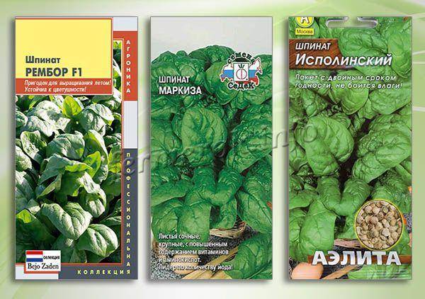 Описание и фото лучших сортов шпината. практические рекомендации по выращиванию и уходу