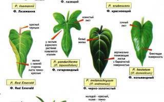 12 секретов выращивания филодендронов