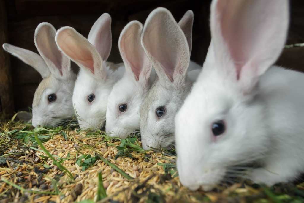 Комбикорм для кроликов — состав, суточная норма, как давать, какой лучше, как приготовить самостоятельно