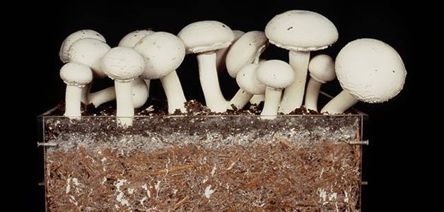 Как вырастить грибы шампиньоны дома