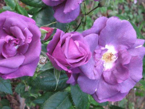 Что такое и чем отличаются шрабы розы
