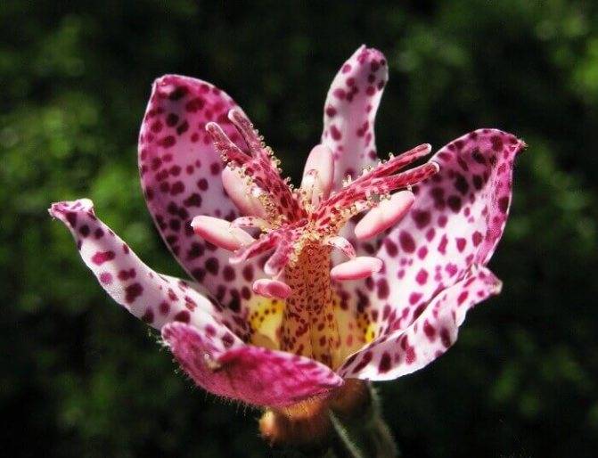 Как выращивается садовая орхидея трициртис?