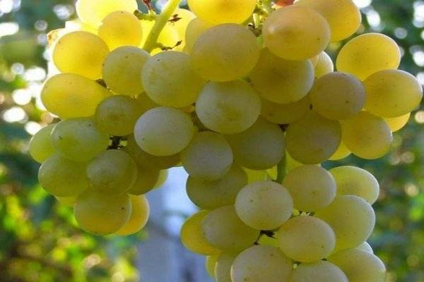 Виноград в сибири: особенности посадки и ухода