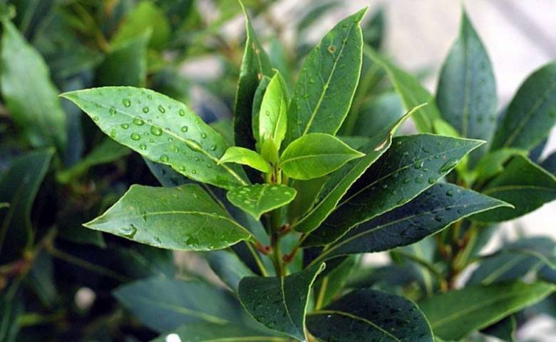 Листья лаврового дерева для похудения, отвары и чаи