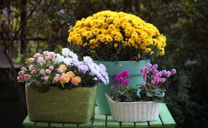 Уход за хризантемой в домашних условиях, фото, выращивание в горшке, сорта